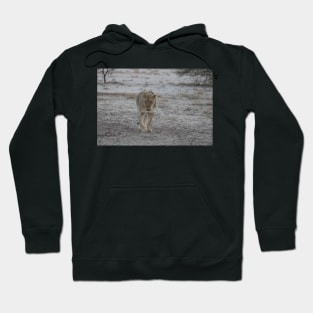 Lioness strolling in Namibia Hoodie